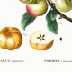 Poster about the Apple Tree, based on an old engraving from 1802