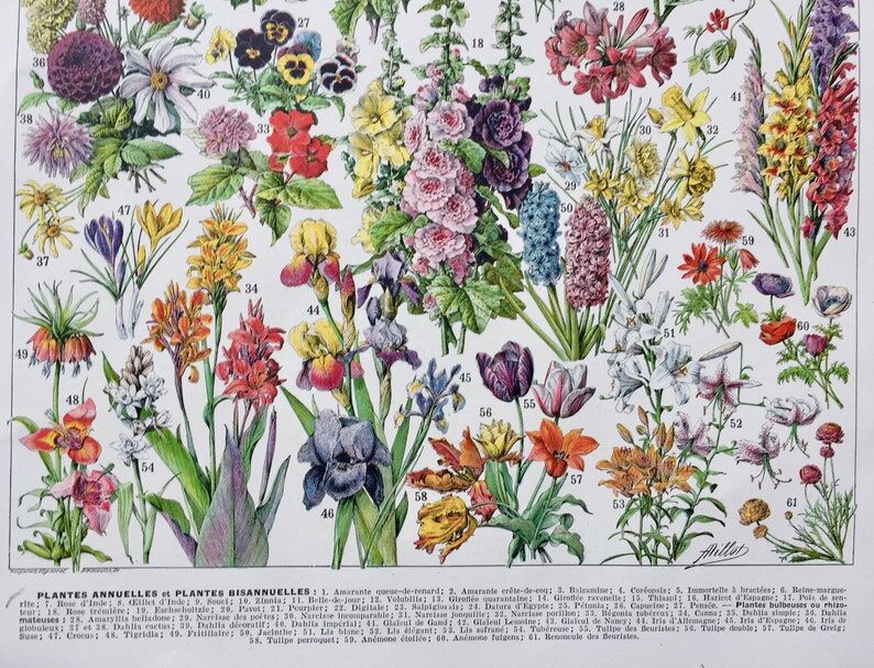 Illustration ancienne Millot "Fleurs annuelles ou bisanuelles"