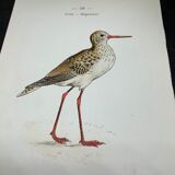 Naturalist plate old birds double-sided engraving work 1908 G. Denise