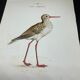 Naturalist plate old birds double-sided engraving work 1908 G. Denise