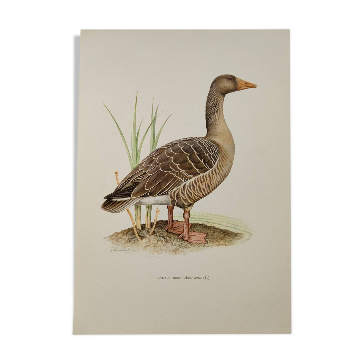 Bird board 1960s - Greylag Goose - Vintage zoological and ornithological illustration