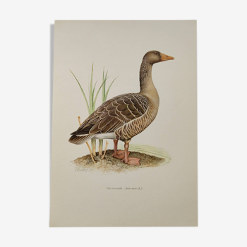 Planche oiseaux Années 1960 - Oie Cendrée - Illustration zoologique et ornithologique vintage