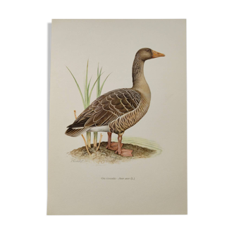 Bird board 1960s - Greylag Goose - Vintage zoological and ornithological illustration