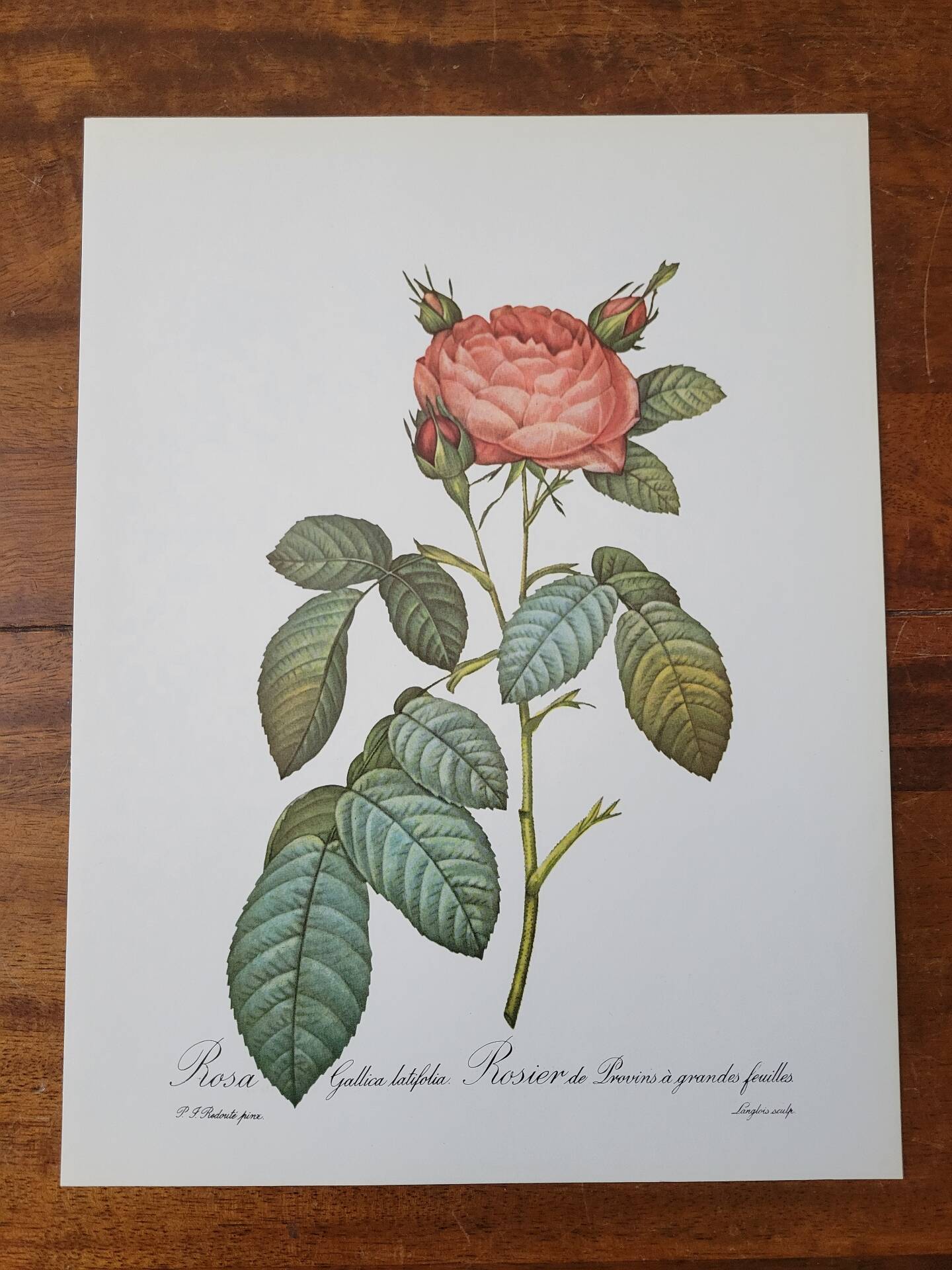 Botanical plate of Provins rose, after P.J. Redouté 1960