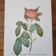 Botanical plate of Provins rose, after P.J. Redouté 1960