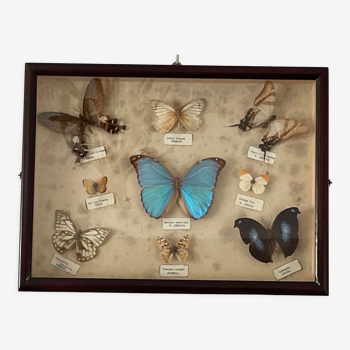 Butterfly framework naturalist entomology