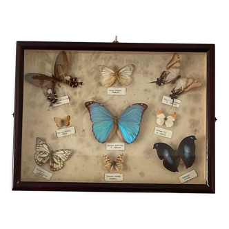 Cadre papillons naturaliste entomologie