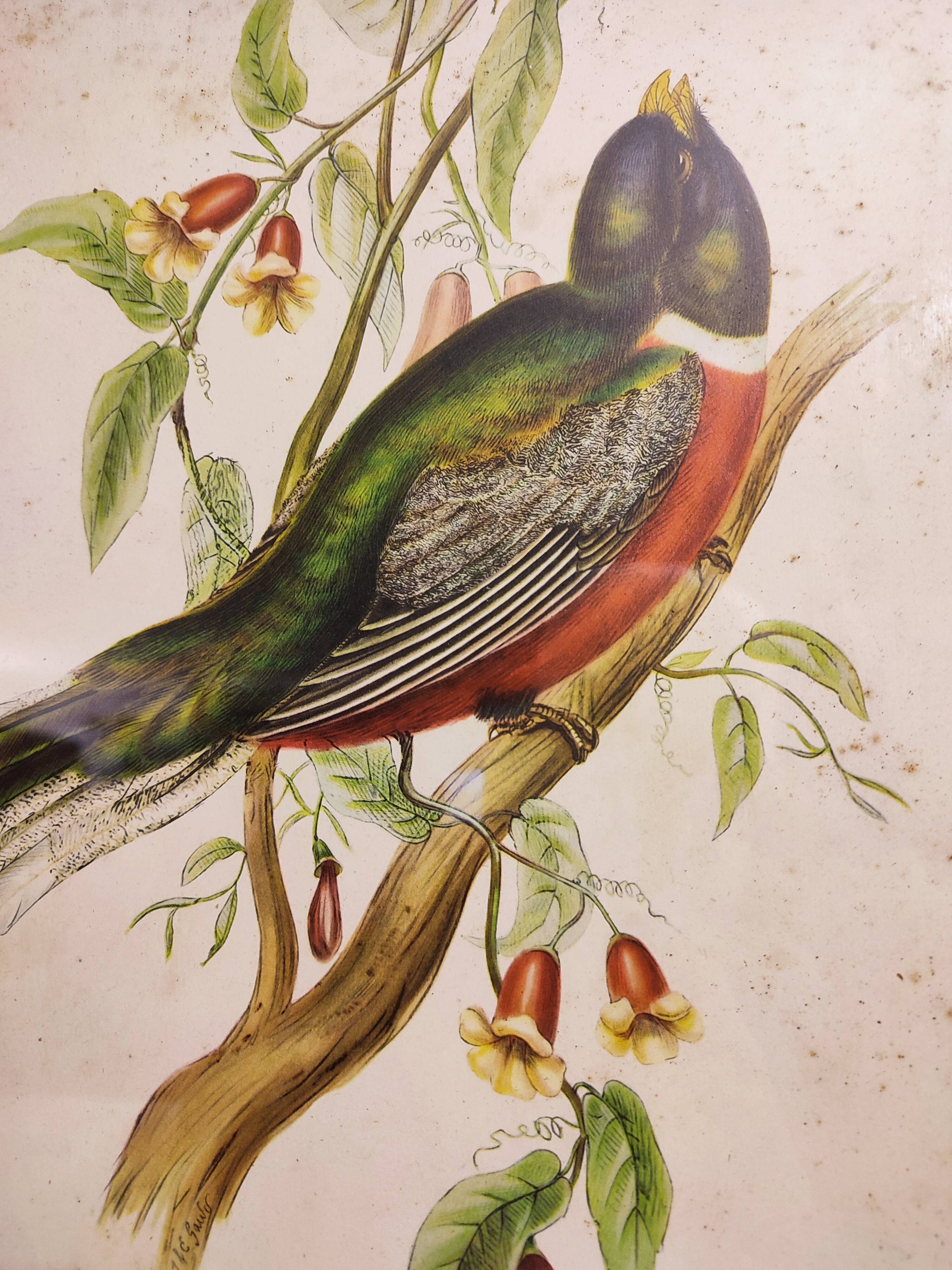 Gould lithograph enhanced hand Trogon ambiguus