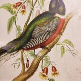 Gould lithograph enhanced hand Trogon ambiguus