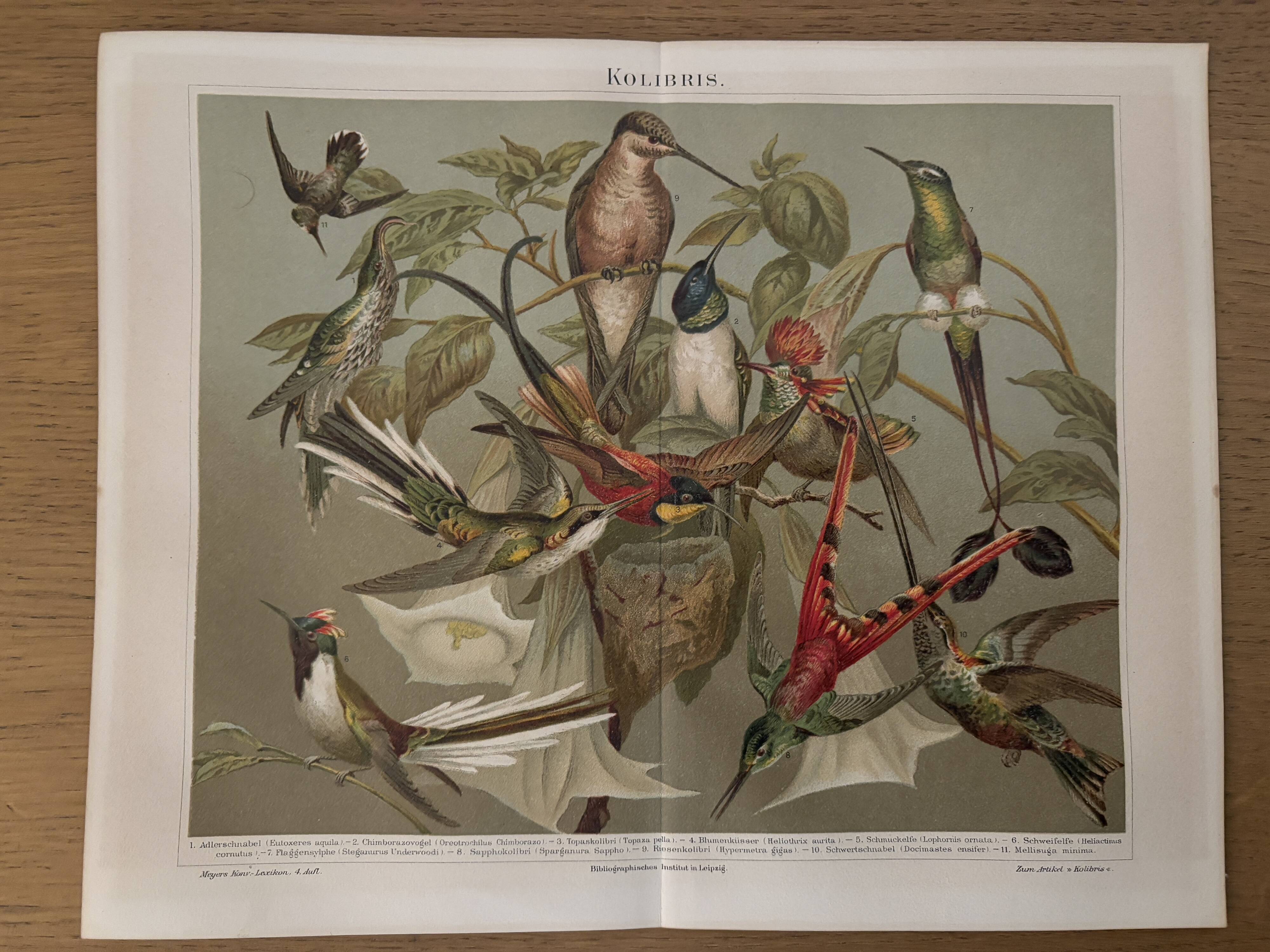 Lithograph engraving of hummingbirds – 1890