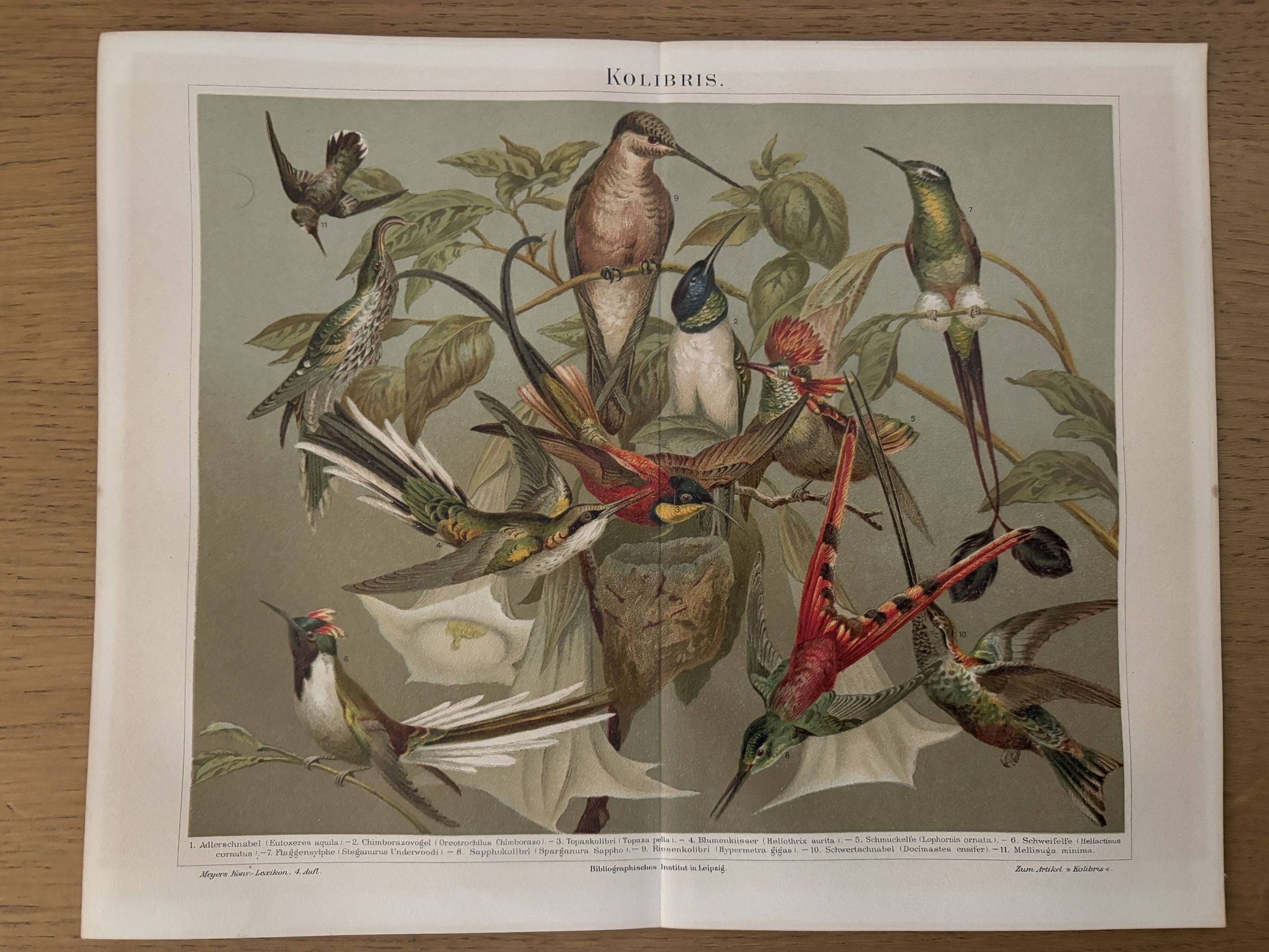 Lithographie gravure sur les colibris – 1890
