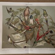 Lithographie gravure sur les colibris – 1890