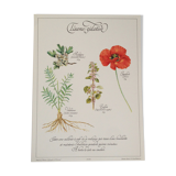 Affiche botanique tisane