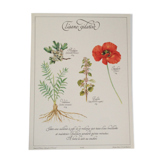 Affiche botanique tisane
