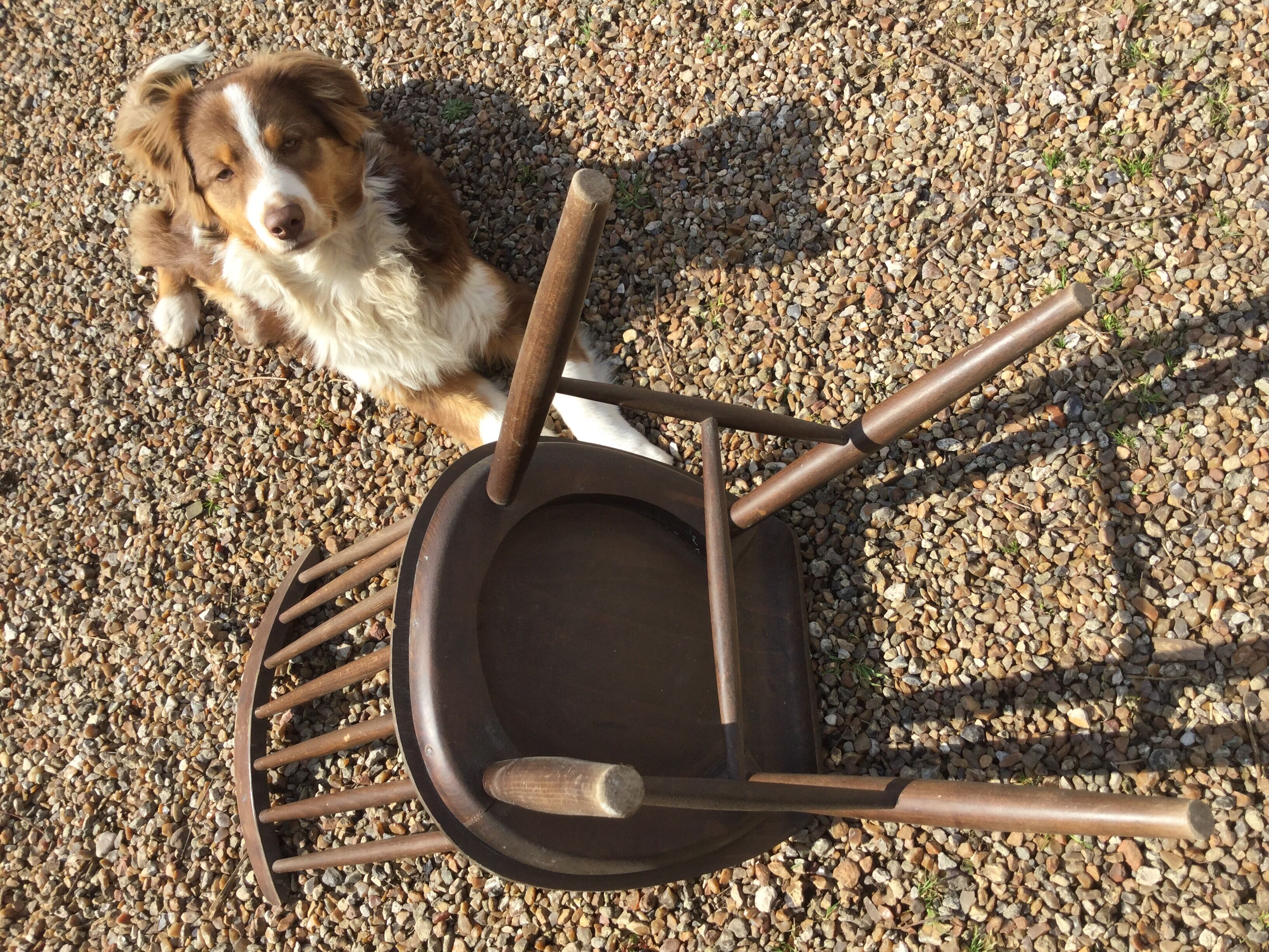 Set of four chairs Tapiovaraa