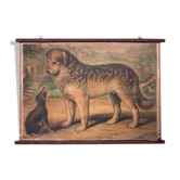 Affiche "les chiens" lithographie Karl Jansky Böhmen 1897