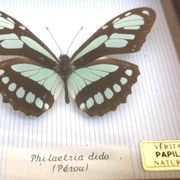 Philaetria Dido Cabinet of Curiosities (Peru) CAP Creation Made in France