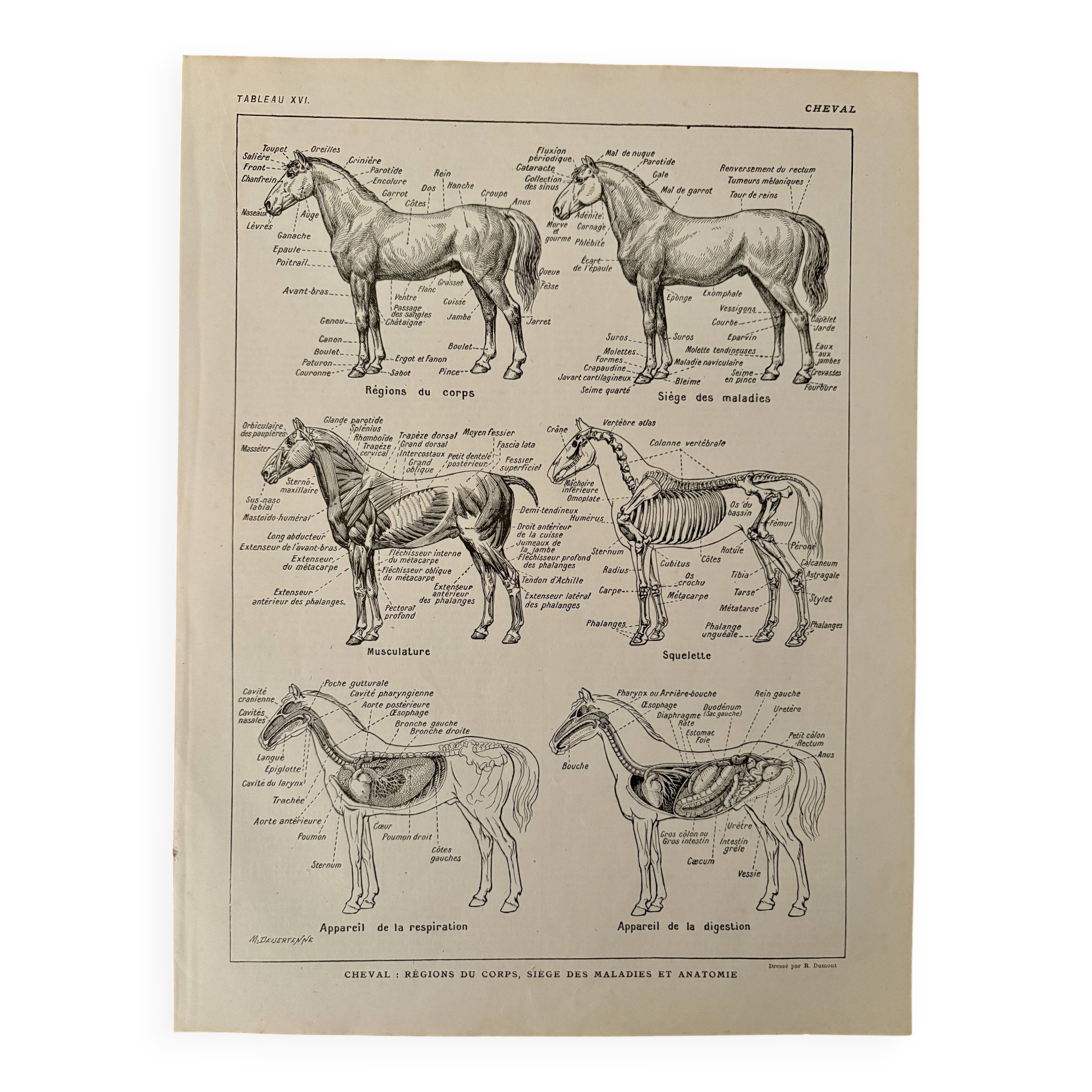 Lithograph on the anatomy of the horse - 1920