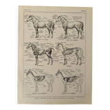 Lithograph on the anatomy of the horse - 1920