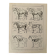 Lithograph on the anatomy of the horse - 1920