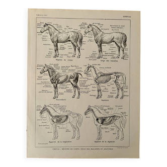 Lithograph on the anatomy of the horse - 1920