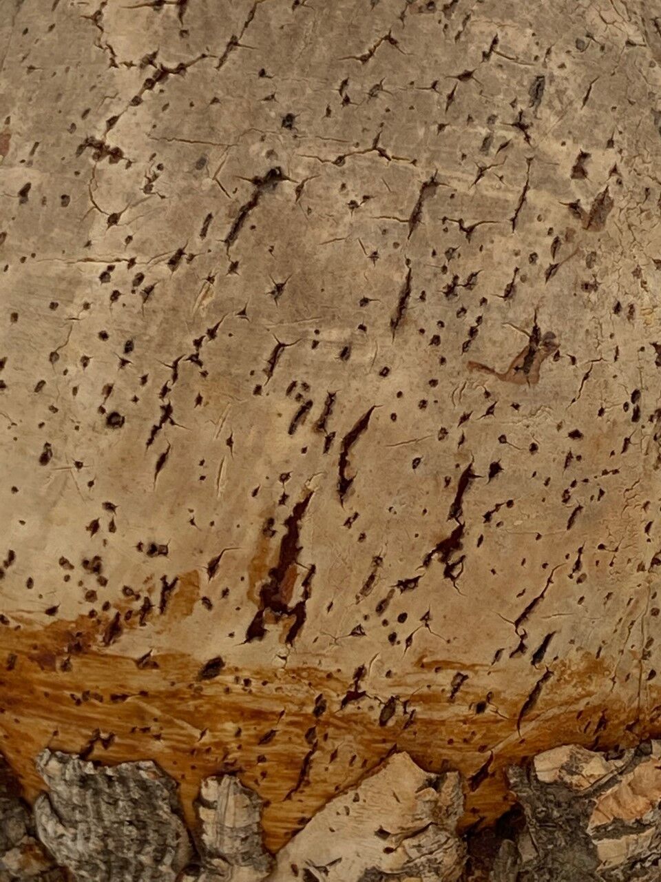 Terracotta jug covered with cork