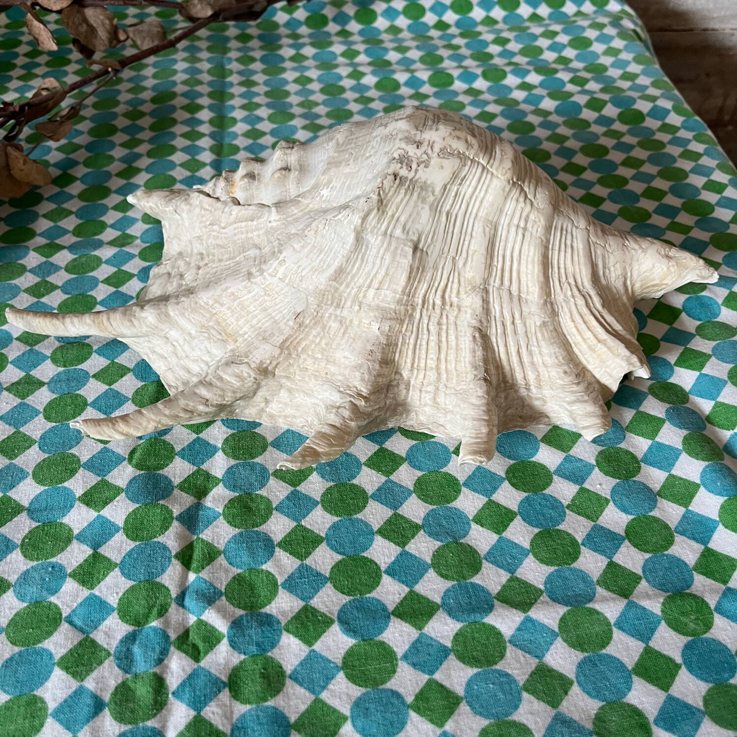 Grand coquillage lambis