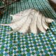 Grand coquillage lambis