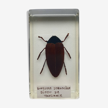 Resin inclusion insect - BUPRESTE STENOCERE JEWEL OF TANZANIA Curiosity - N°14