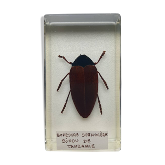 Resin inclusion insect - BUPRESTE STENOCERE JEWEL OF TANZANIA Curiosity - N°14