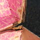Trunk 100cm
