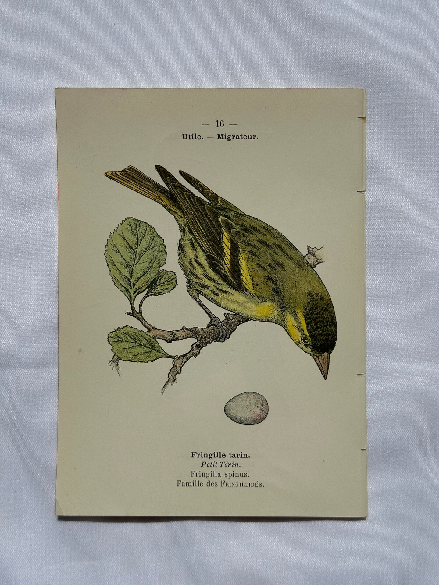 Botanical Plate Engraving of Birds, Naturalist, 19th Century, Double-sided A