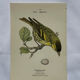 Botanical Plate Engraving of Birds, Naturalist, 19th Century, Double-sided A