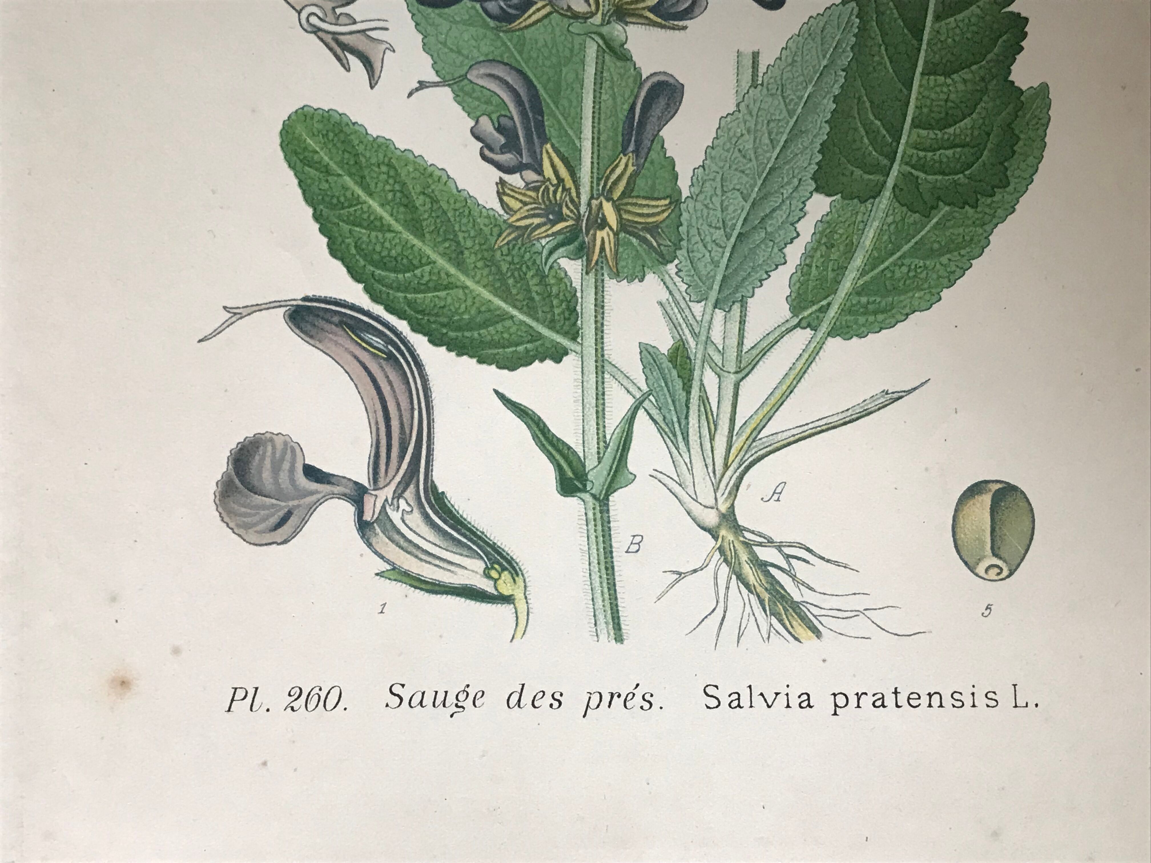 Three botanical plates xixth