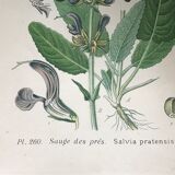 Three botanical plates xixth