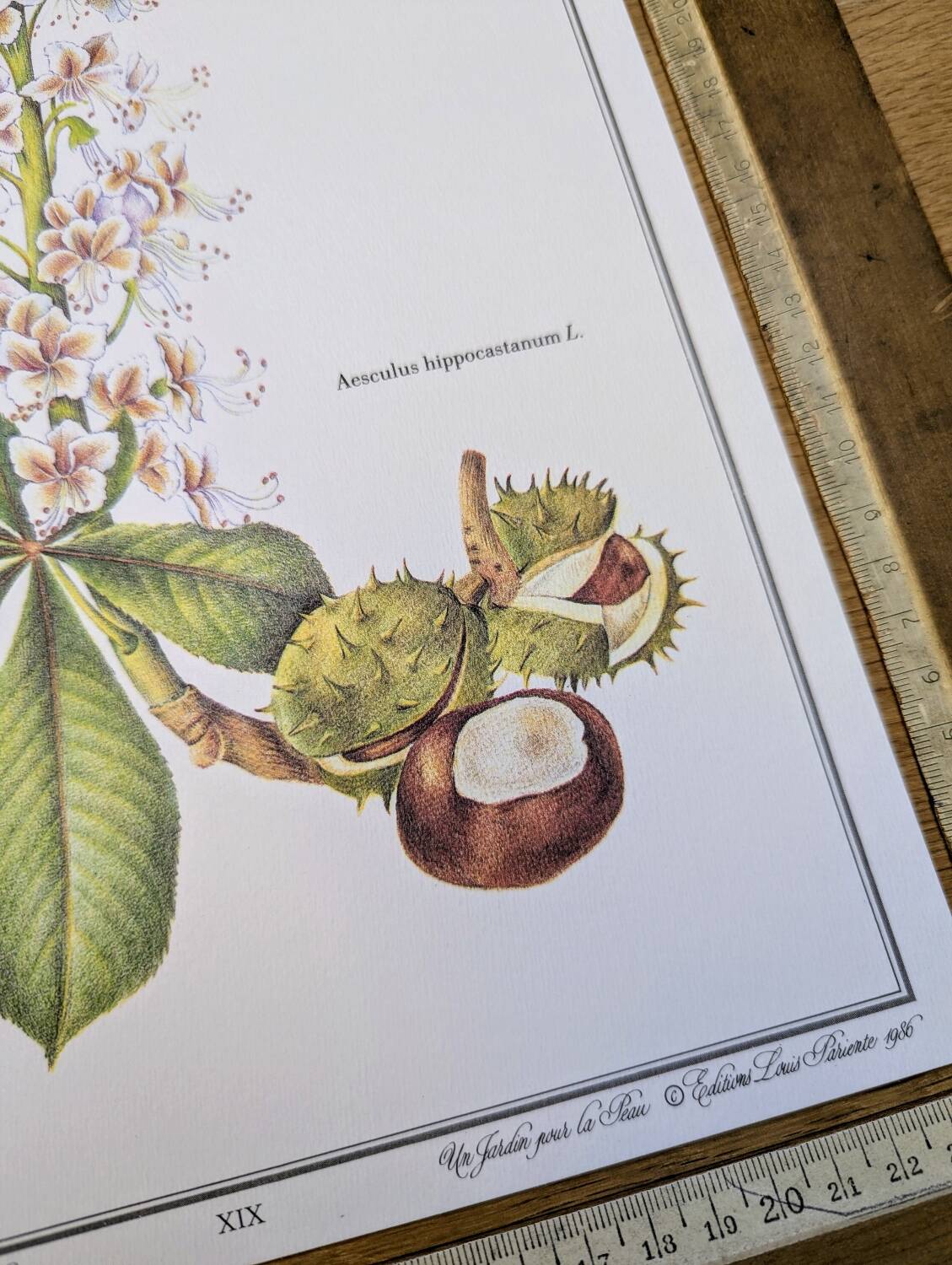Printed in 1986, the Horse Chestnut. Vintage Botany.