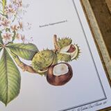 Printed in 1986, the Horse Chestnut. Vintage Botany.