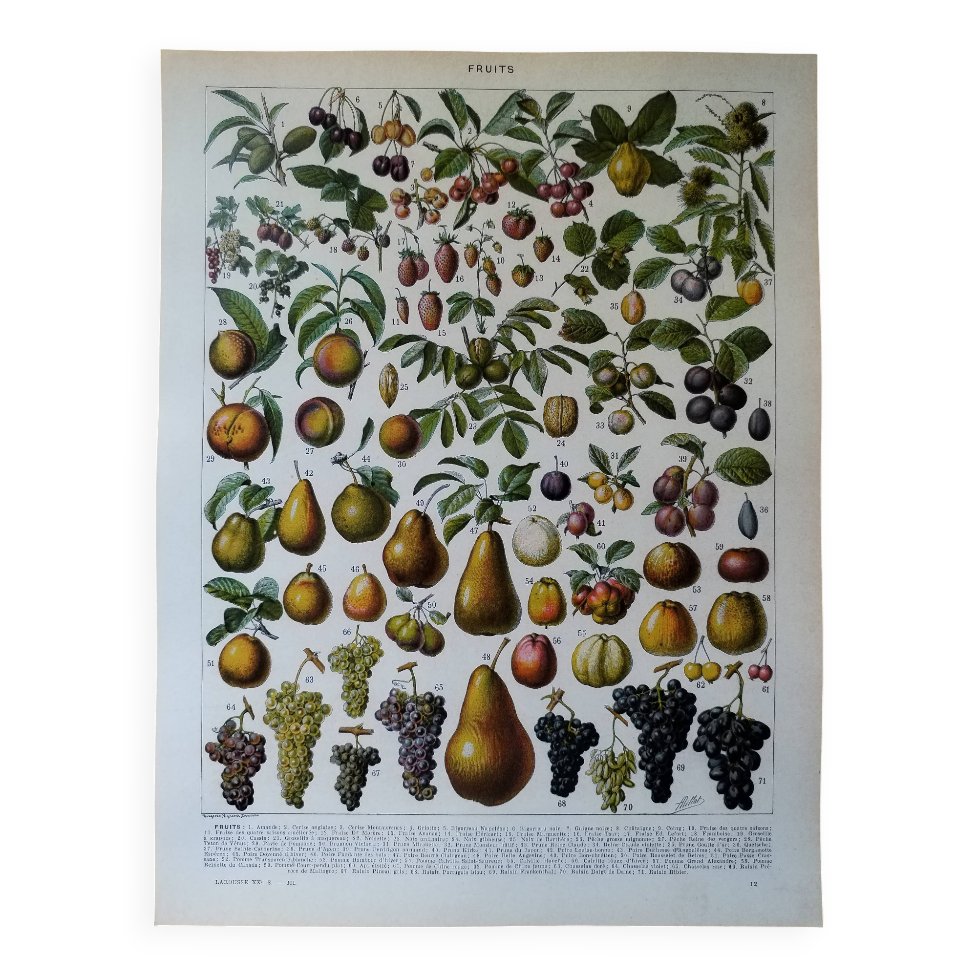 Original lithograph on fruits