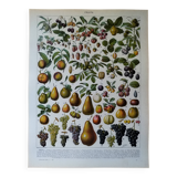 Original lithograph on fruits