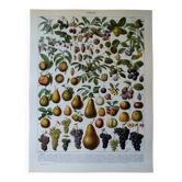 Lithographie originale sur les fruits