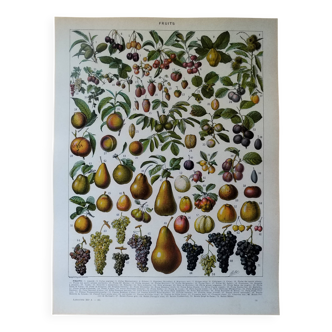 Original lithograph on fruits