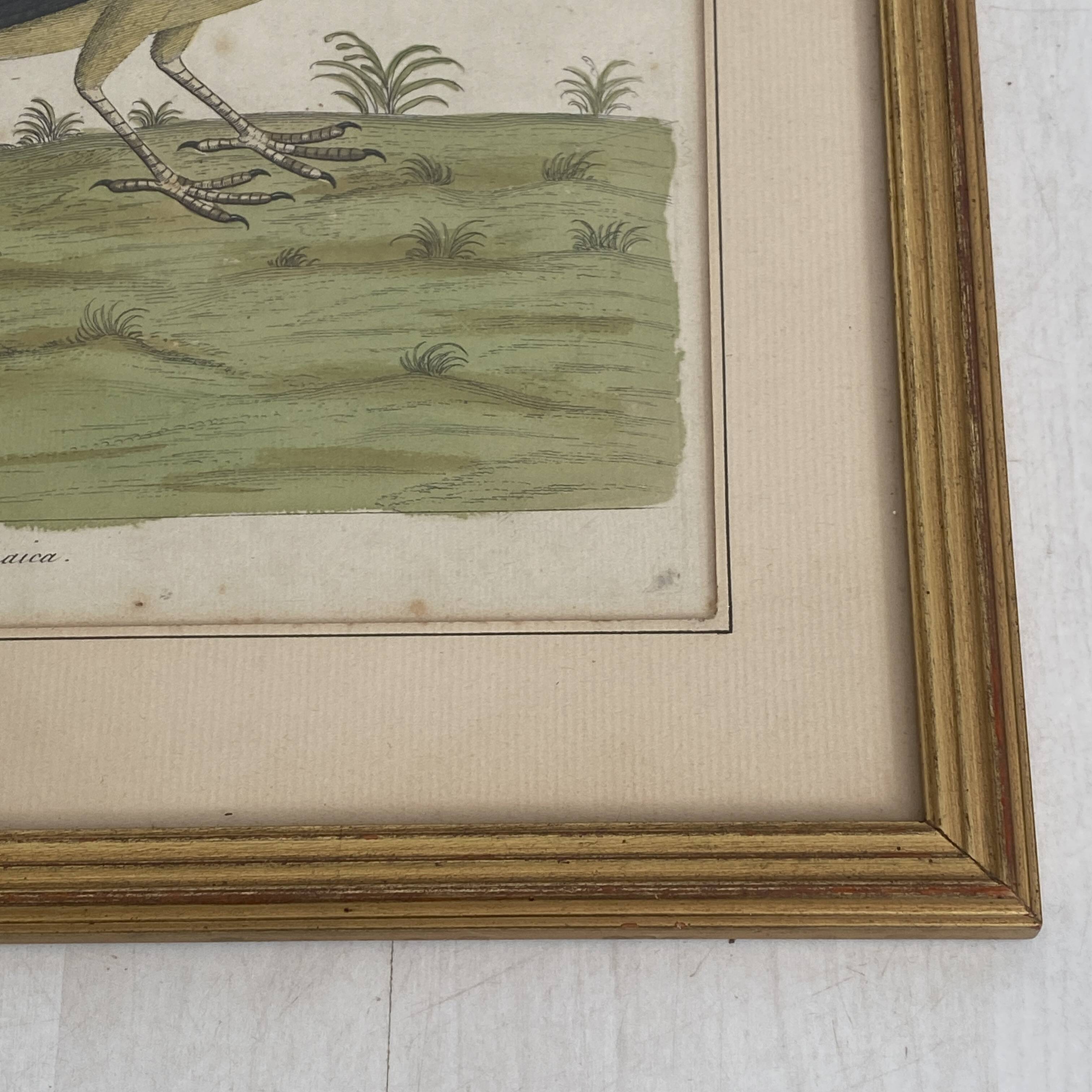 Coloured engraving "The Banana Bird from Jamaica"