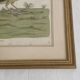 Coloured engraving "The Banana Bird from Jamaica"