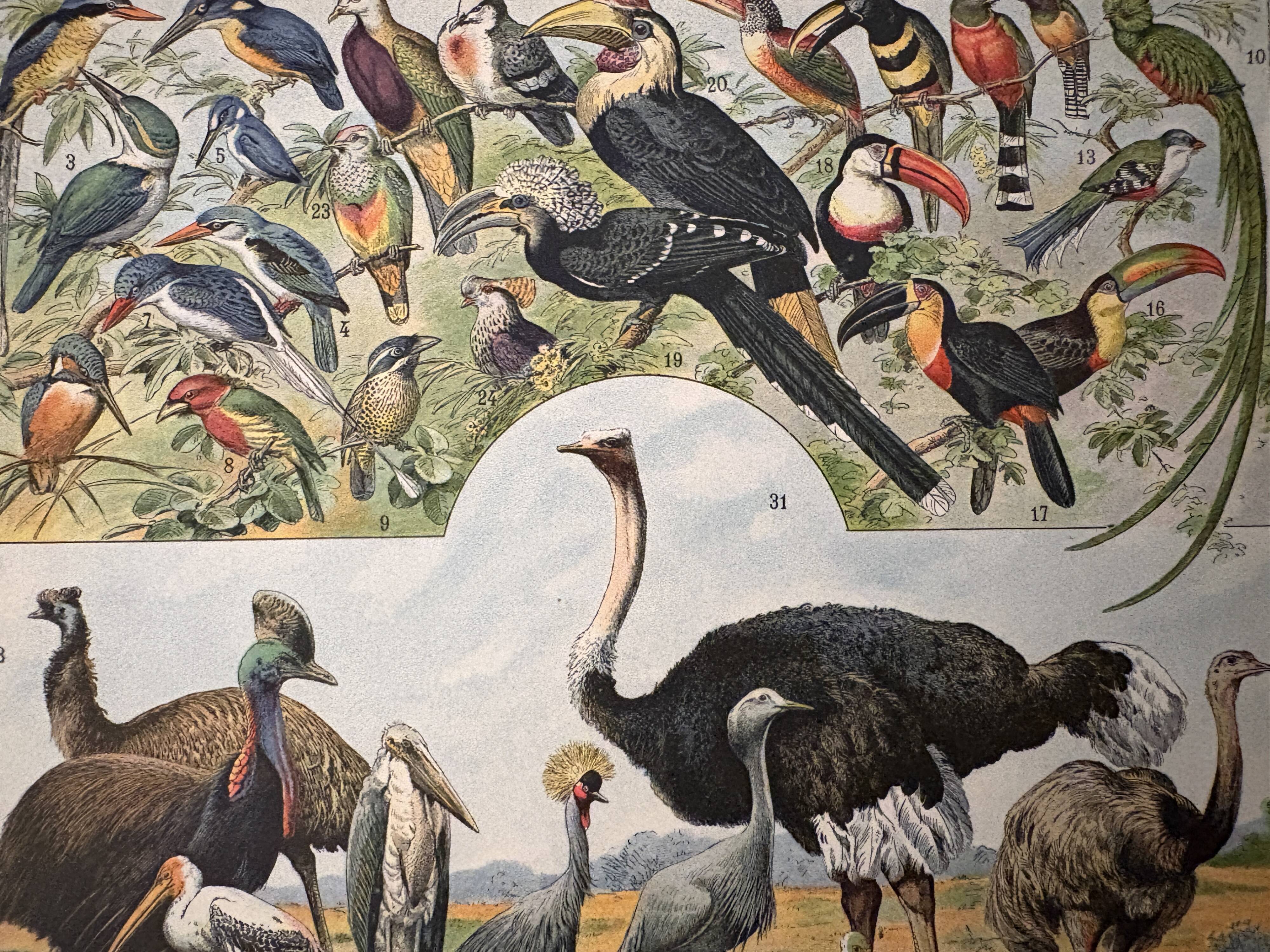 Lithographie sur les oiseaux, paon - 1900