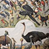 Lithograph of birds, peacock - 1900