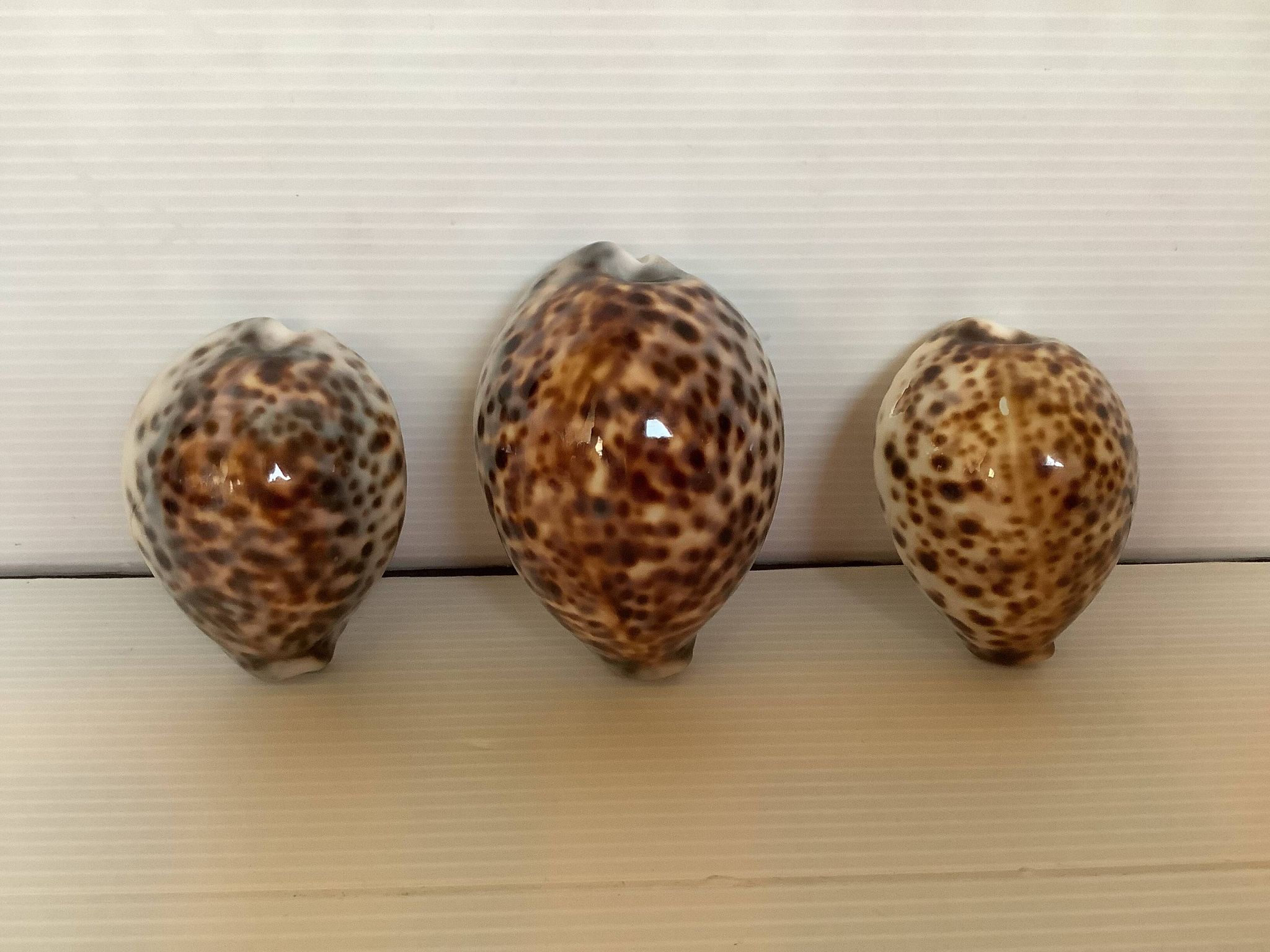 Trio de coquillages cypraea tigris