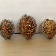 Trio de coquillages cypraea tigris