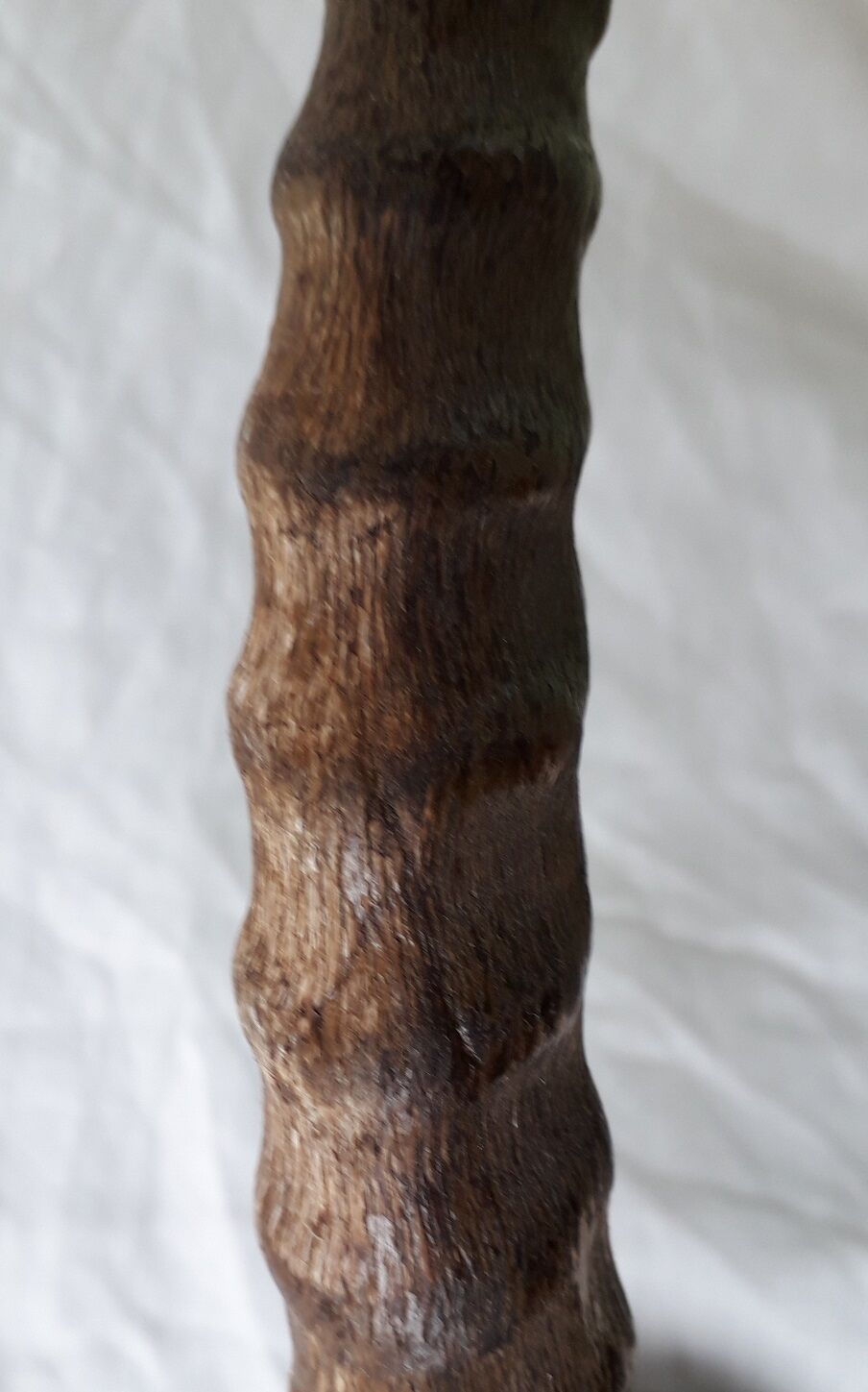 Gazelle horns trophy