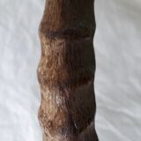 Gazelle horns trophy