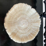 Large flat white coral